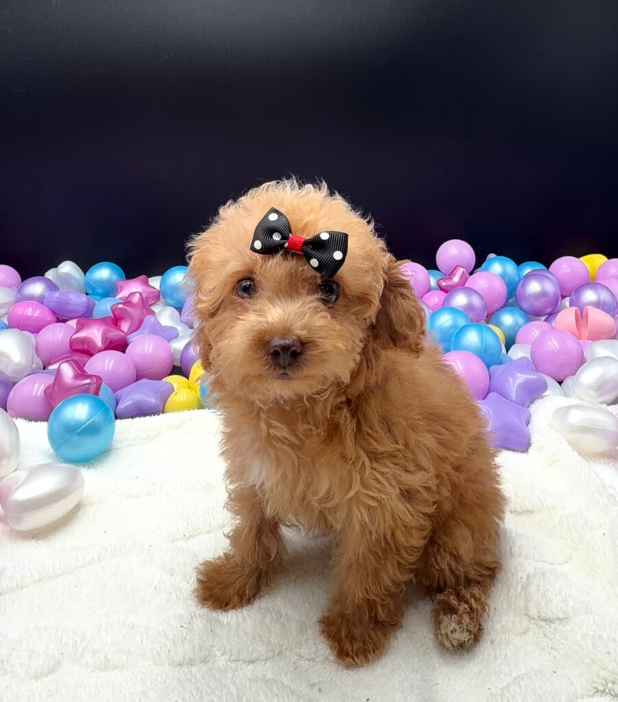 [#26487-02]  - Apricot F Poodle Mini Puppies For Sale