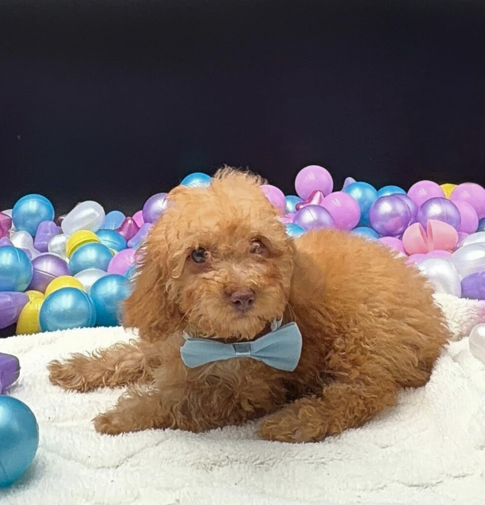 [#26487-01]  - Apricot M Poodle Mini Puppies For Sale