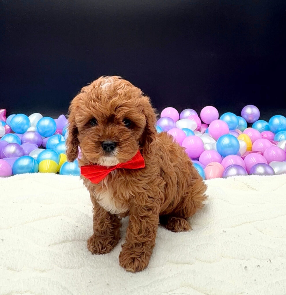 [#26457-02]  - Red M Cavapoo Puppies For Sale