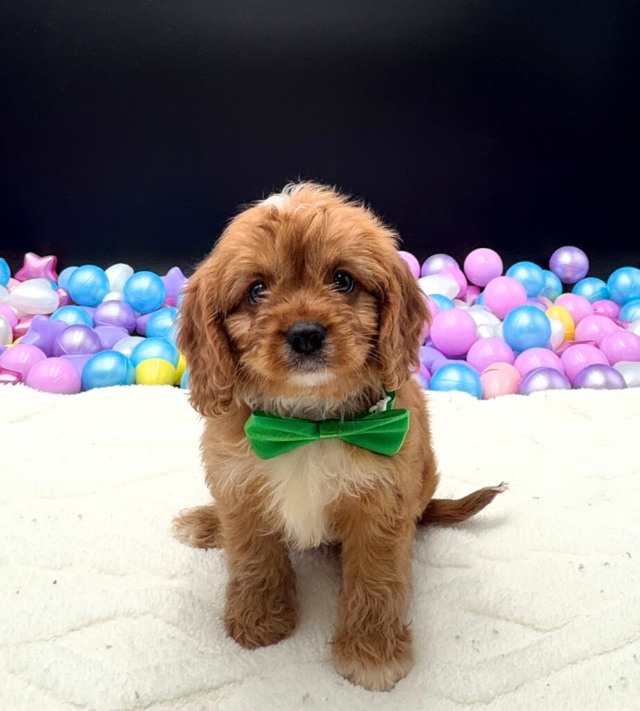 [#26457-01]  - Red M Cavapoo Puppies For Sale