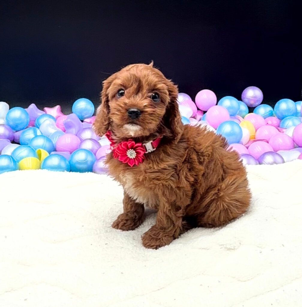 [#26457-04]  - Red F Cavapoo Puppies For Sale
