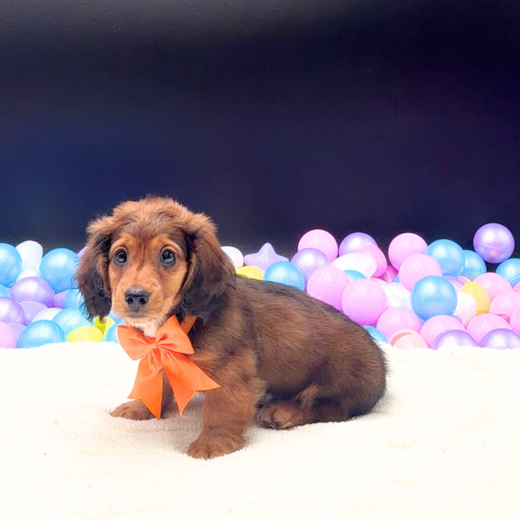[#2686-01]  - Red M Dachshund Puppies For Sale