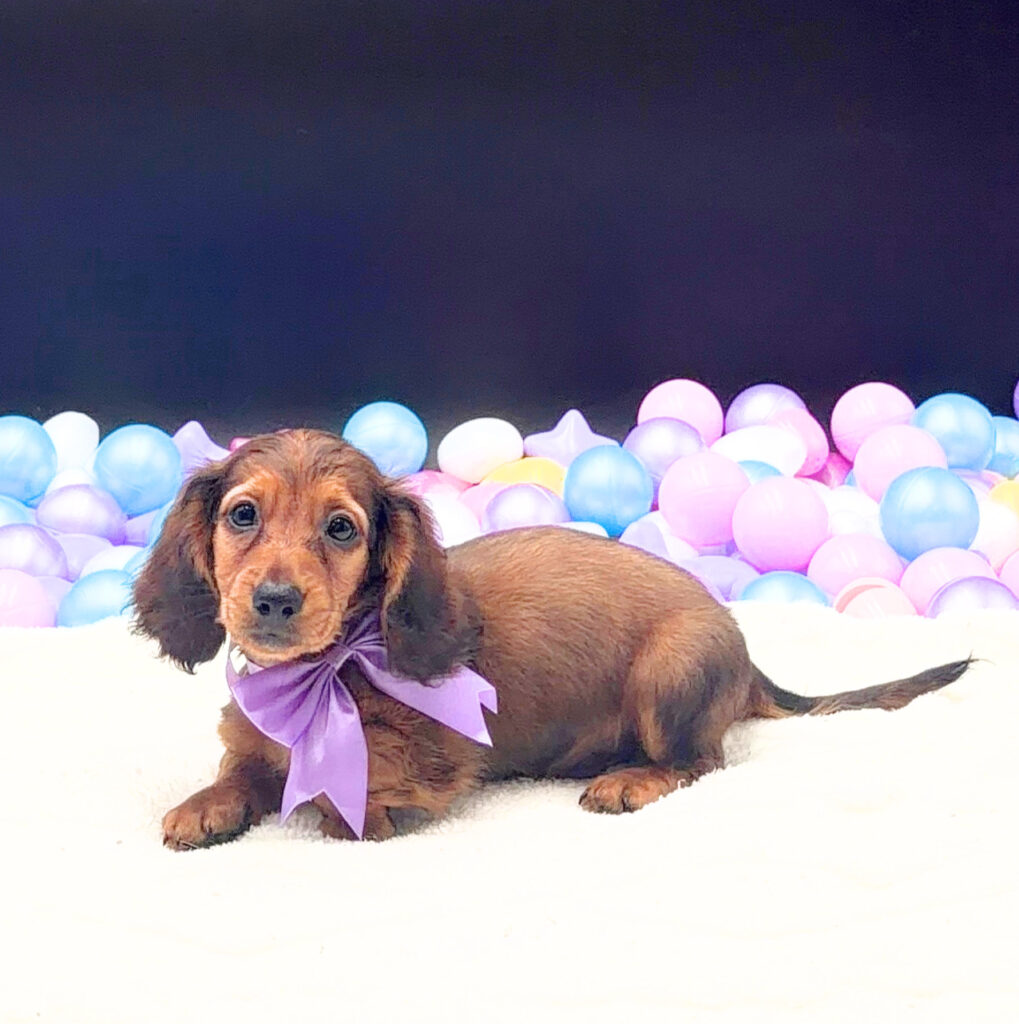 [#26394-02]  - Sable M Dachshund Puppies For Sale