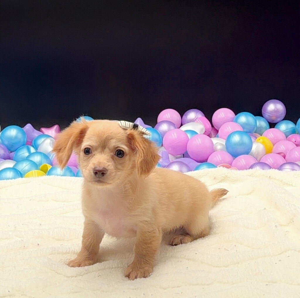 [#26454-04]  - Cream F Chiweenie Puppies For Sale