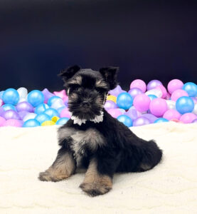 Petland Miami Miniature Schnauzer puppy available