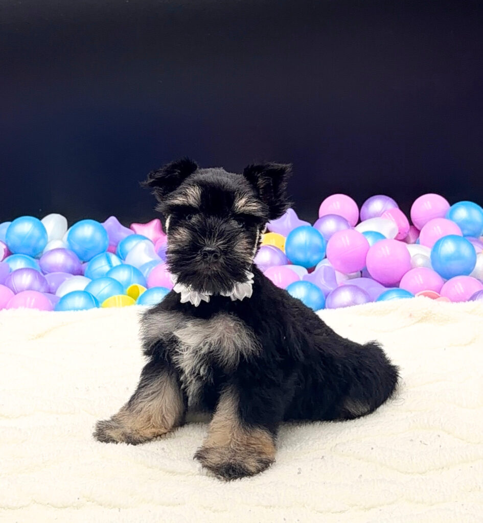 [#2677-05]  - Black Silver F Miniature Schnauzer Puppies For Sale