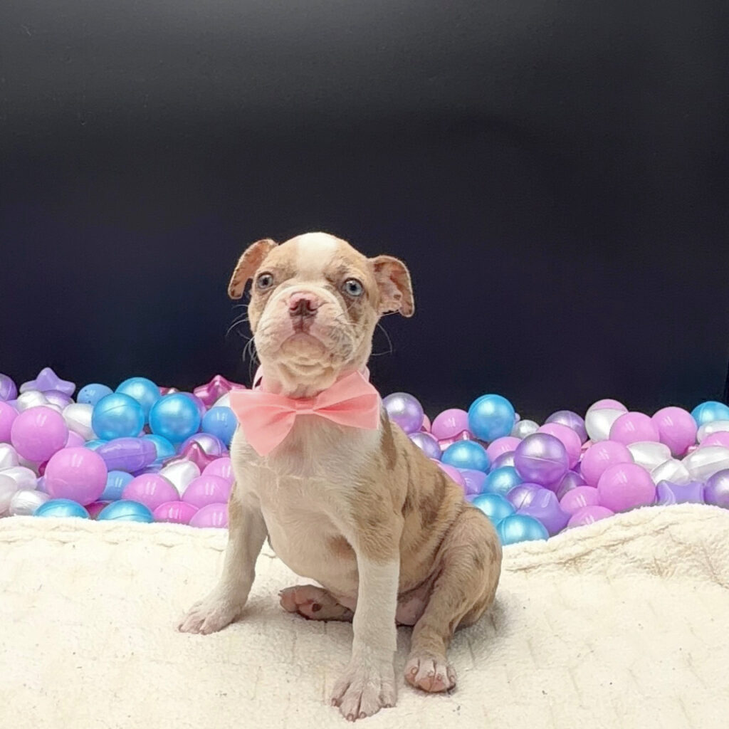 [#26441-02]  - Red Merle F Boston Terrier Puppies For Sale
