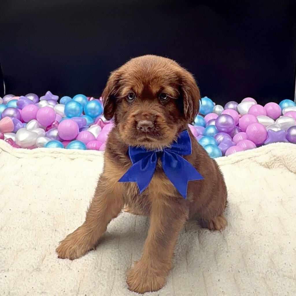 [#2682-06]  - Chocolate / Tan M Hippo Mini Puppies For Sale