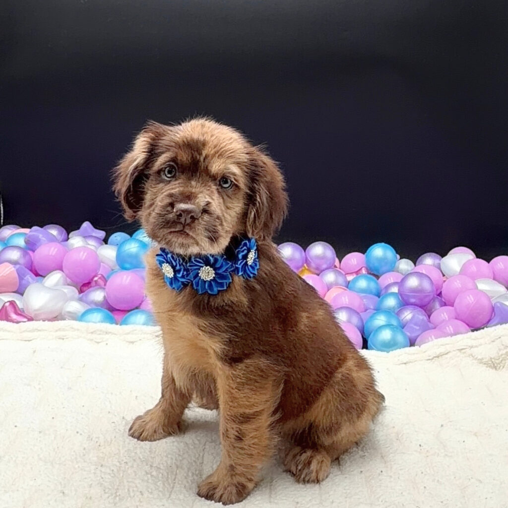 [#2682-08]  - Chocolate Merle F Hippo Mini Puppies For Sale