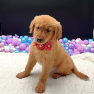 Petland Miami Golden Retriever puppy available