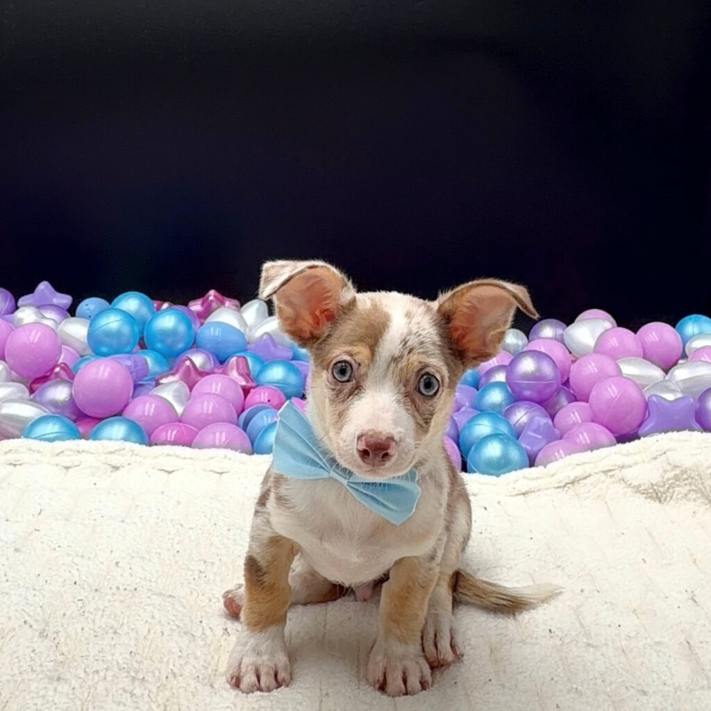 [#26426-01]  - Chocolate M Chihuahua Puppies For Sale