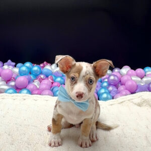 Petland Miami Chihuahua puppy available
