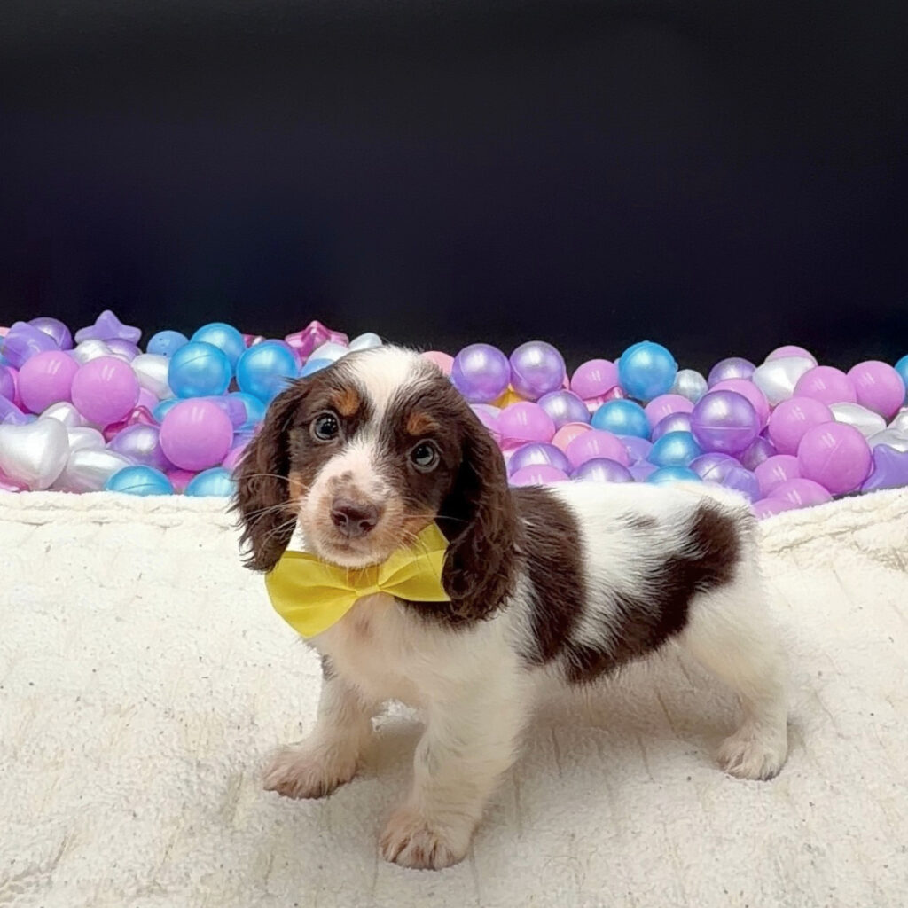 [#26442-02]  - Chocolate White Tan M Dachshund Puppies For Sale