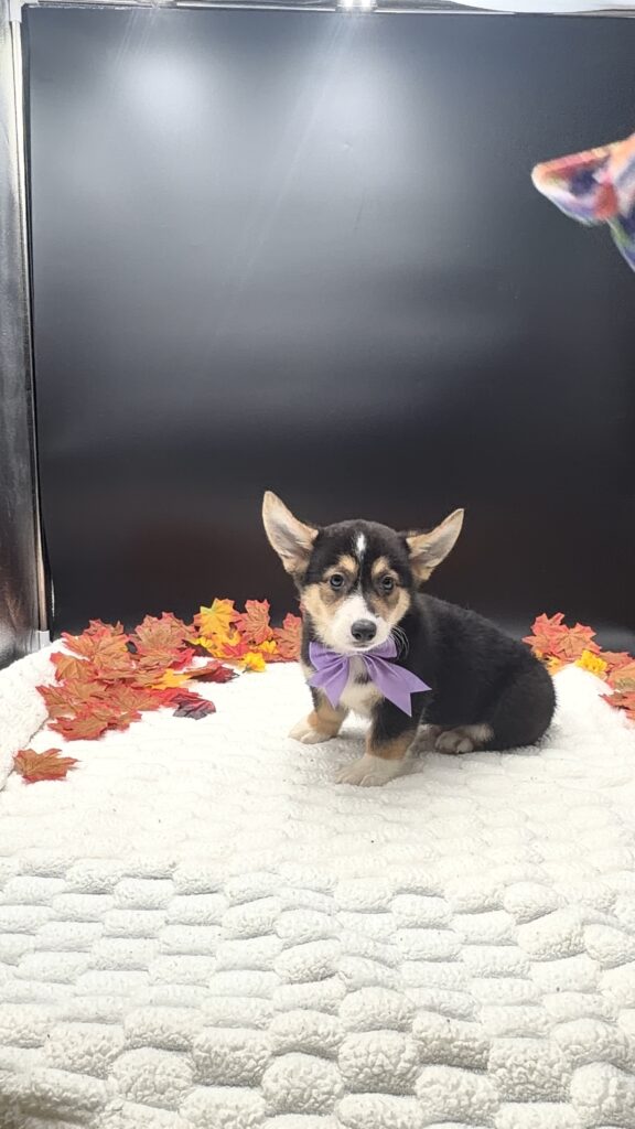 [#N08421]  - Black and Tan M Pembroke Welsh Corgi Puppies For Sale