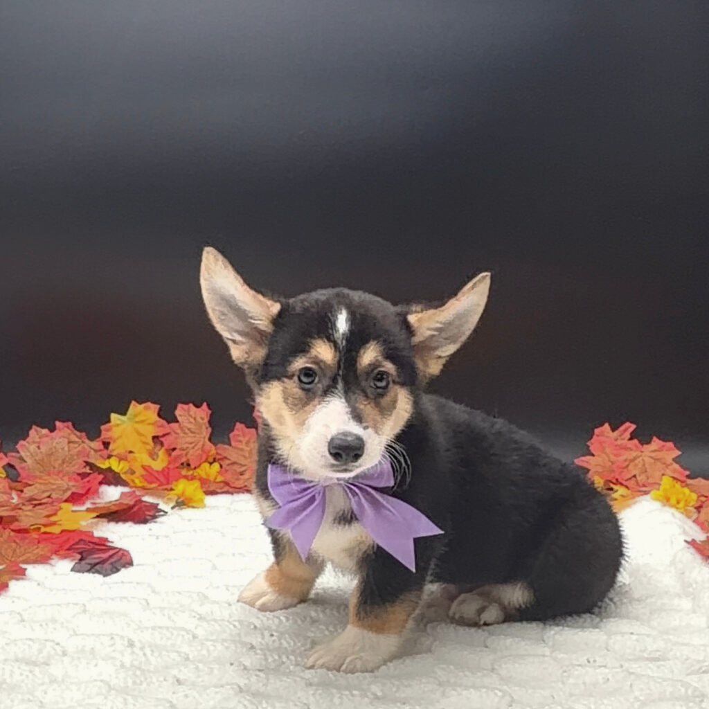 [#N08421]  - Black and Tan M Pembroke Welsh Corgi Puppies For Sale