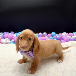 Petland Miami Dachshund puppy available