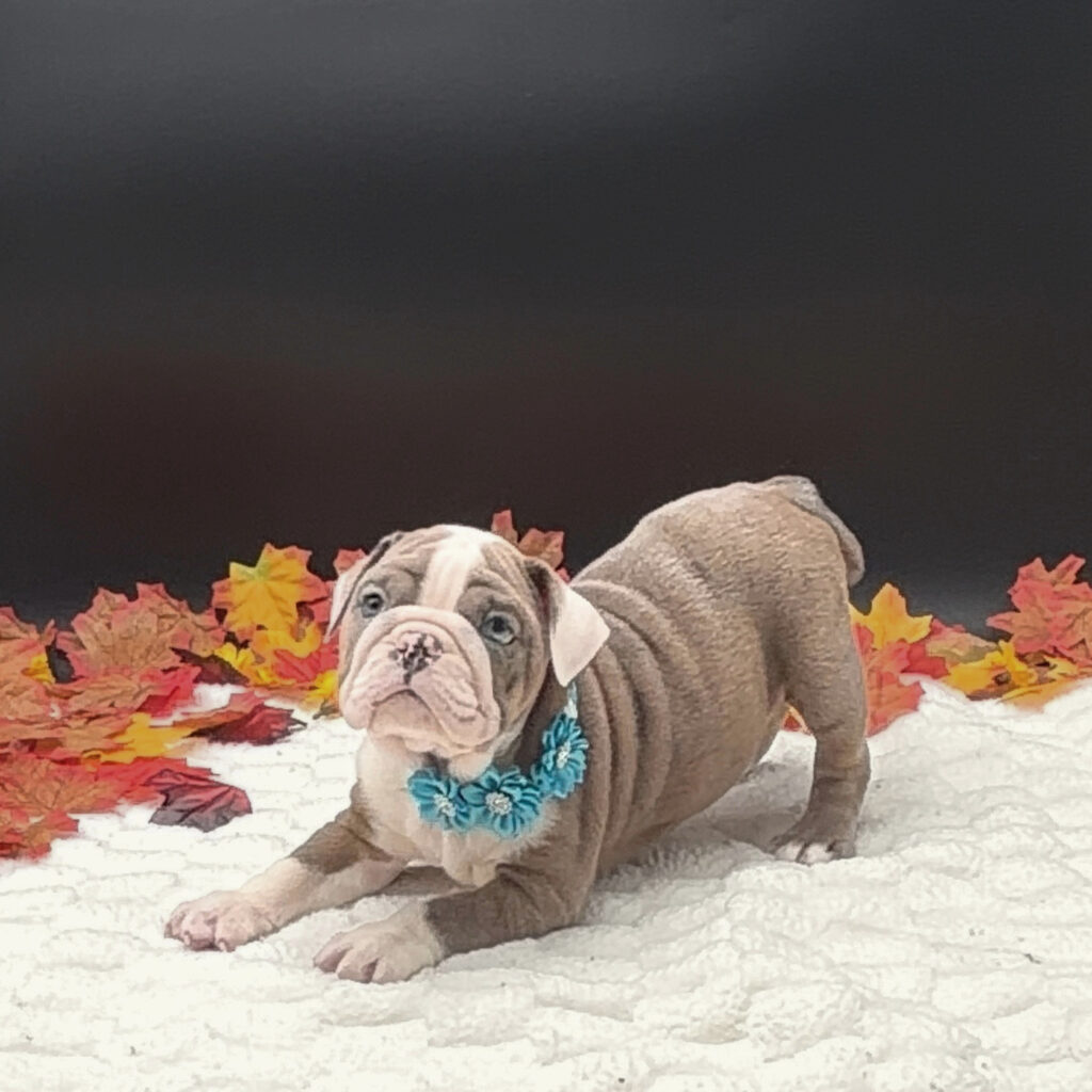 [#26129-07]  - Chocolate Merle F Bulldog Puppies For Sale