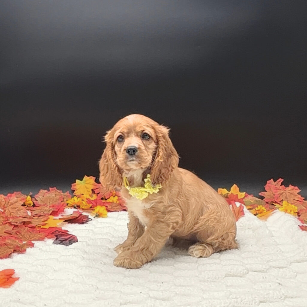 [#26311-02]  - Red F Cocker Spaniel Puppies For Sale
