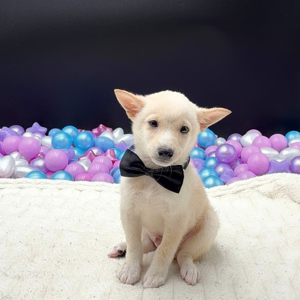 [#2680-02]  - Cream M Shiba Inu Puppies For Sale