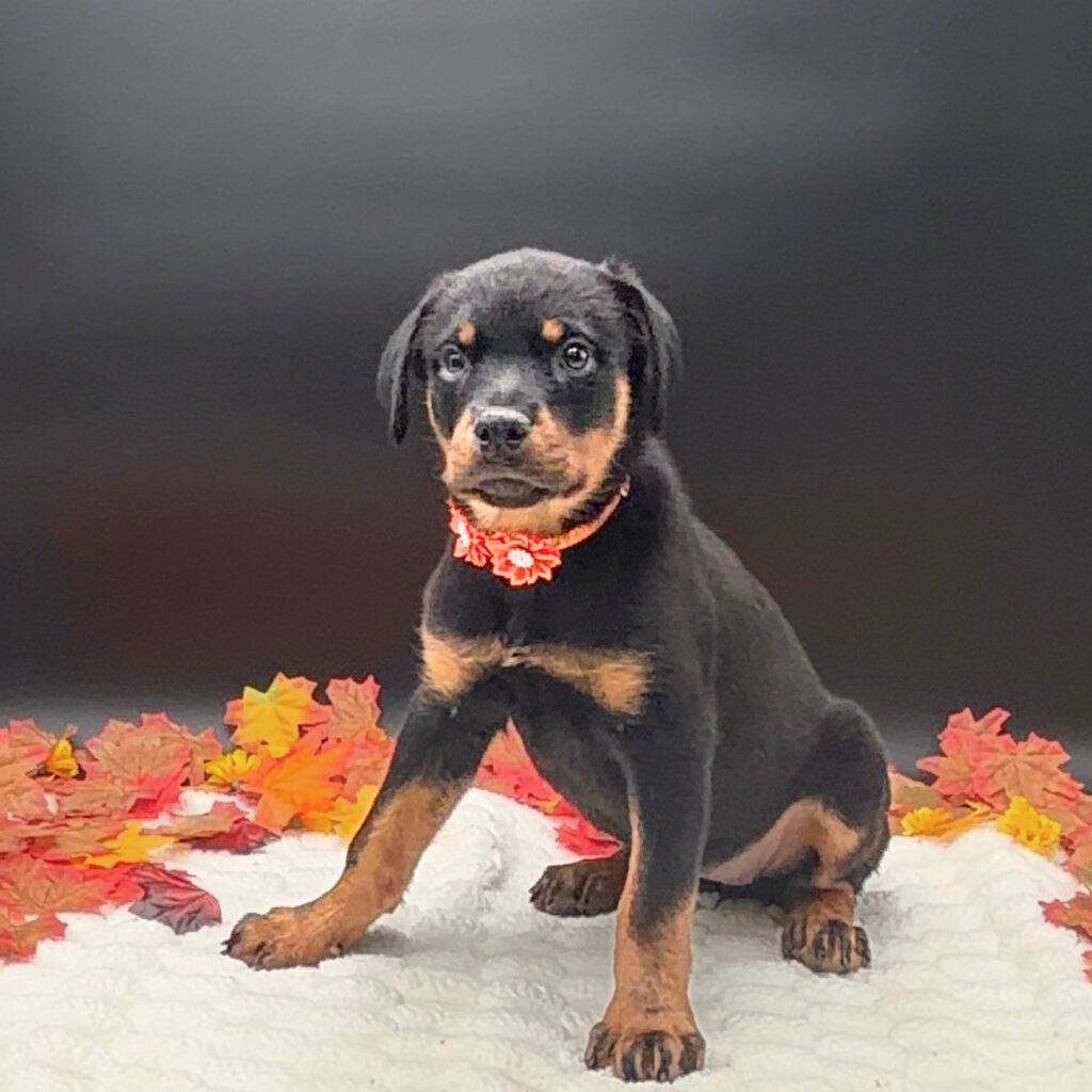 [#26503-10]  - Black / Tan F Rottweiler Puppies For Sale