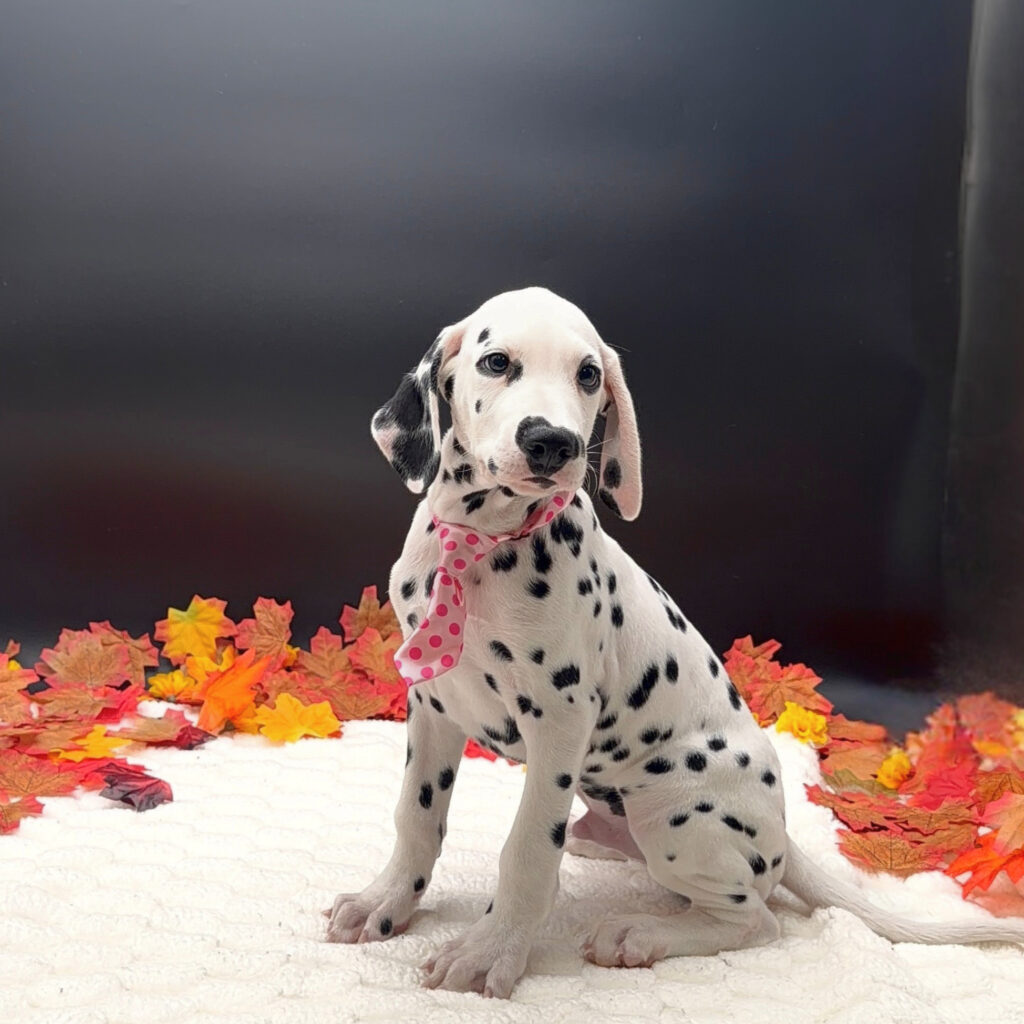 [#26517-01]  - White / Black M Dalmatian Puppies For Sale
