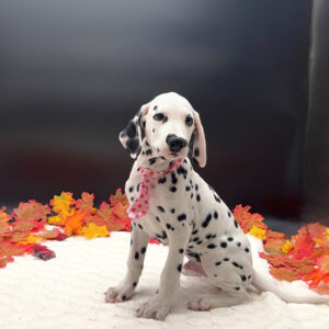 Dalmatian