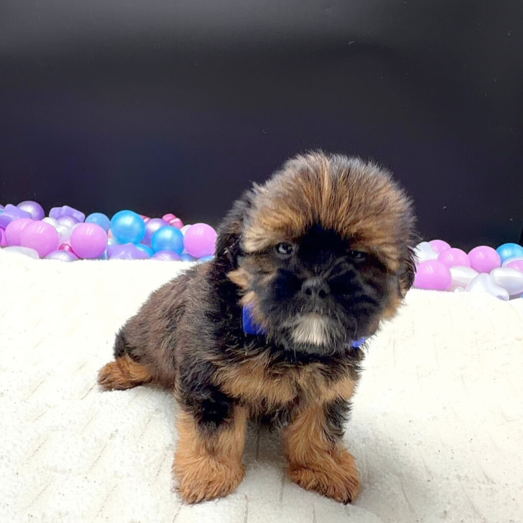 [#261323-02]  - Brindle M Shorkie Puppies For Sale