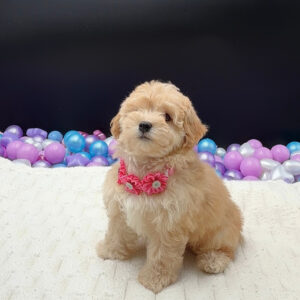 Petland Miami Maltipoo puppy available