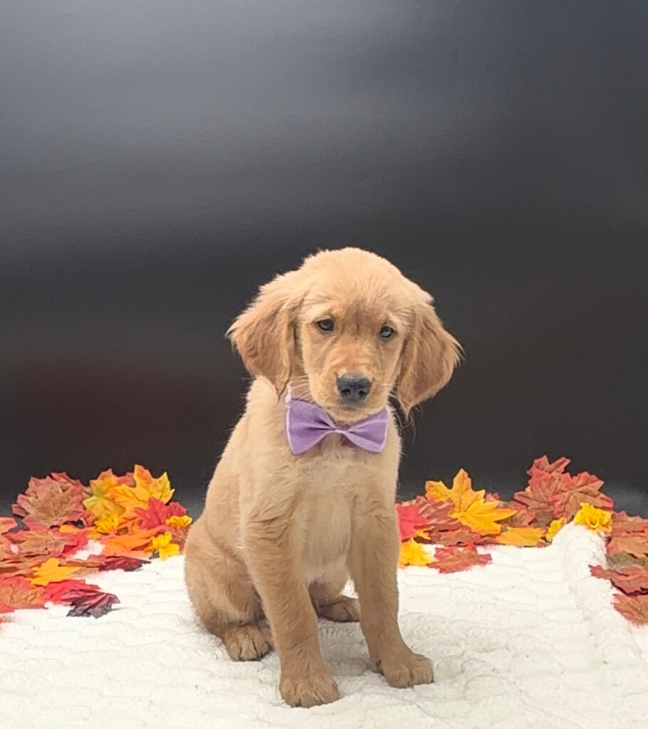 [#26154-02]  - Golden M Golden Retriever Puppies For Sale