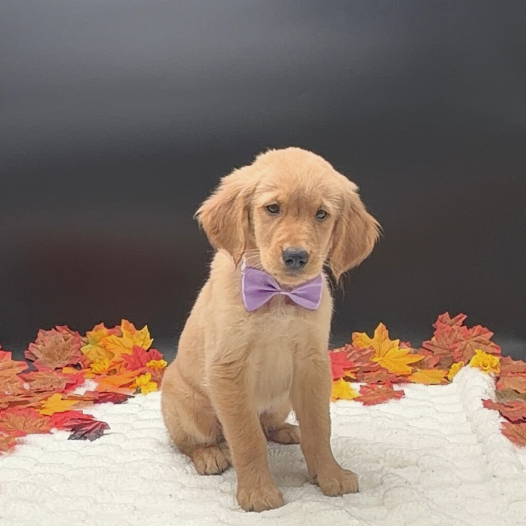[#26154-02]  - Golden M Golden Retriever Puppies For Sale