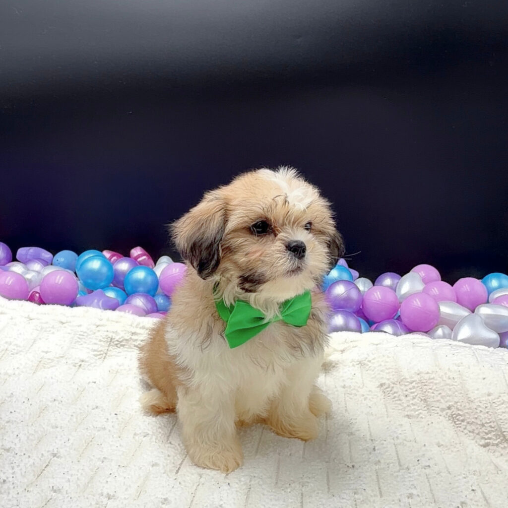 [#261434-03]  - Brown / White M Shih Tzu Puppies For Sale