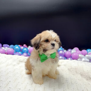 Petland Miami Shih Tzu puppy available