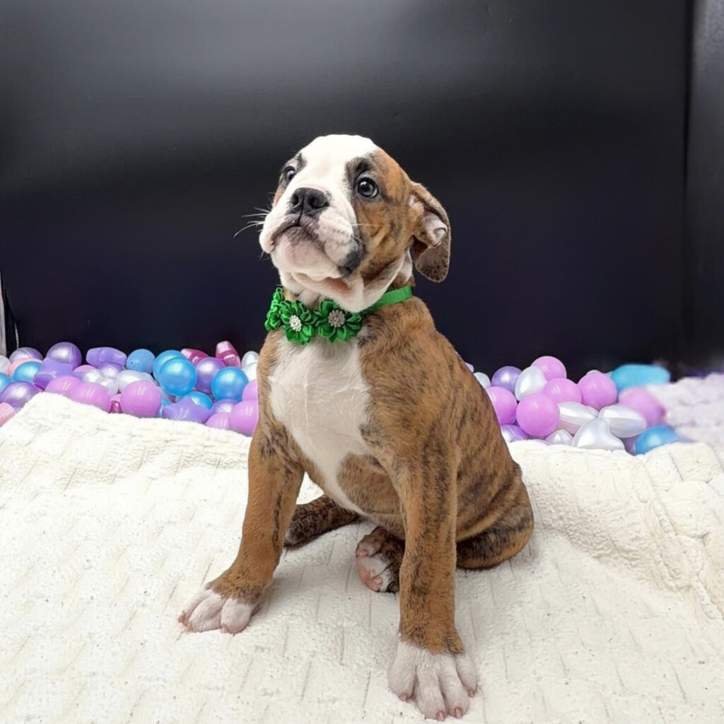 [#N09482]  - Red Brindle and White F Old English Bulldog Puppies For Sale