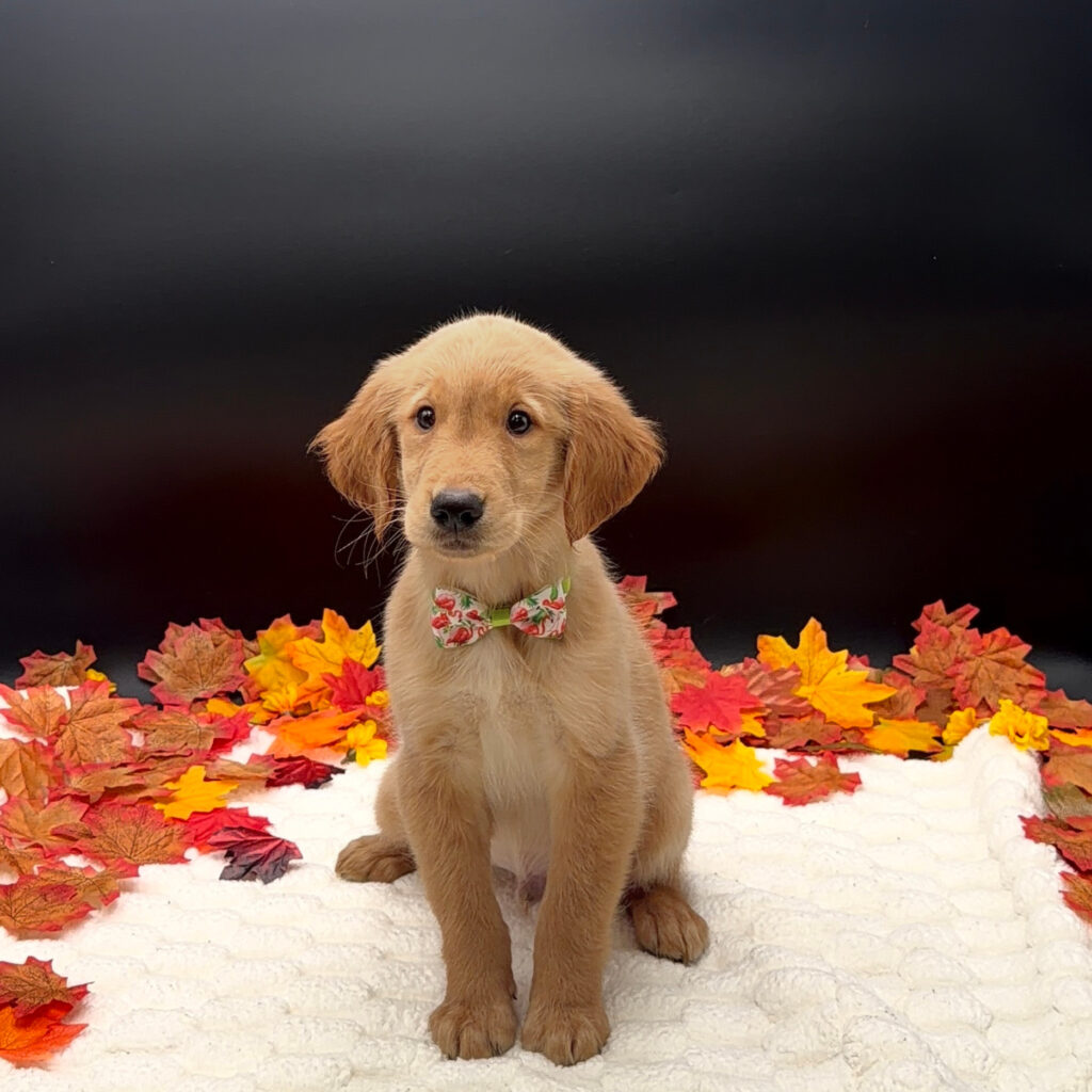 [#26154-01]  - Golden M Golden Retriever Puppies For Sale