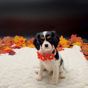 Petland Miami Cavalier King Charles Spaniel puppy available