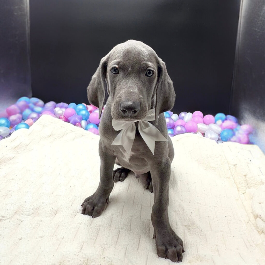 [#26218-03]  - Blue M Weimaraner Puppies For Sale