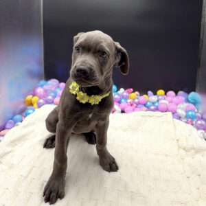 Petland Miami Cane Corso puppy available