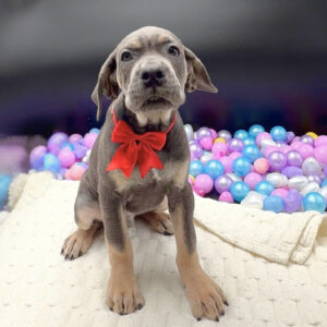Petland Miami Cane Corso puppy available