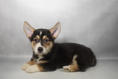 [#N08421]  - Black and Tan M Pembroke Welsh Corgi Puppies For Sale