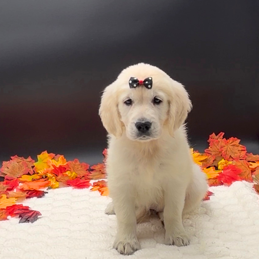 [#2619-08]  - Cream F Golden Retriever Puppies For Sale