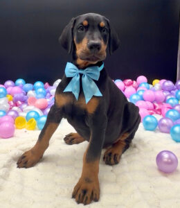Petland Miami Doberman Pinscher puppy available