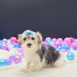 Petland Miami Morkie puppy available