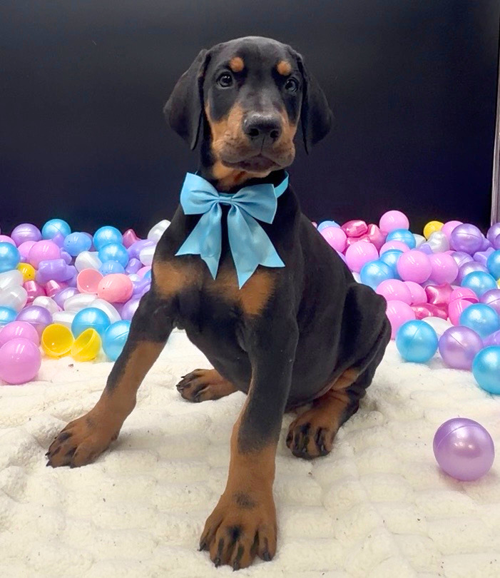 [#26248-03]  - Black / Rust M Doberman Pinscher Puppies For Sale