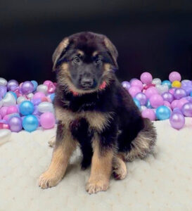 German Shepherd Dog