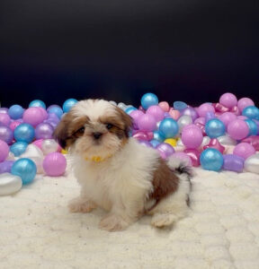 Shih Tzu
