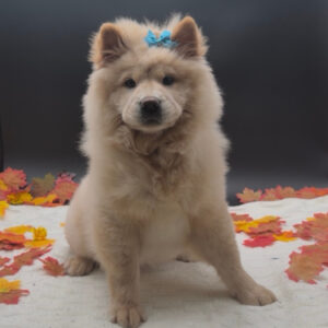 Petland Miami Chow Chow puppy available