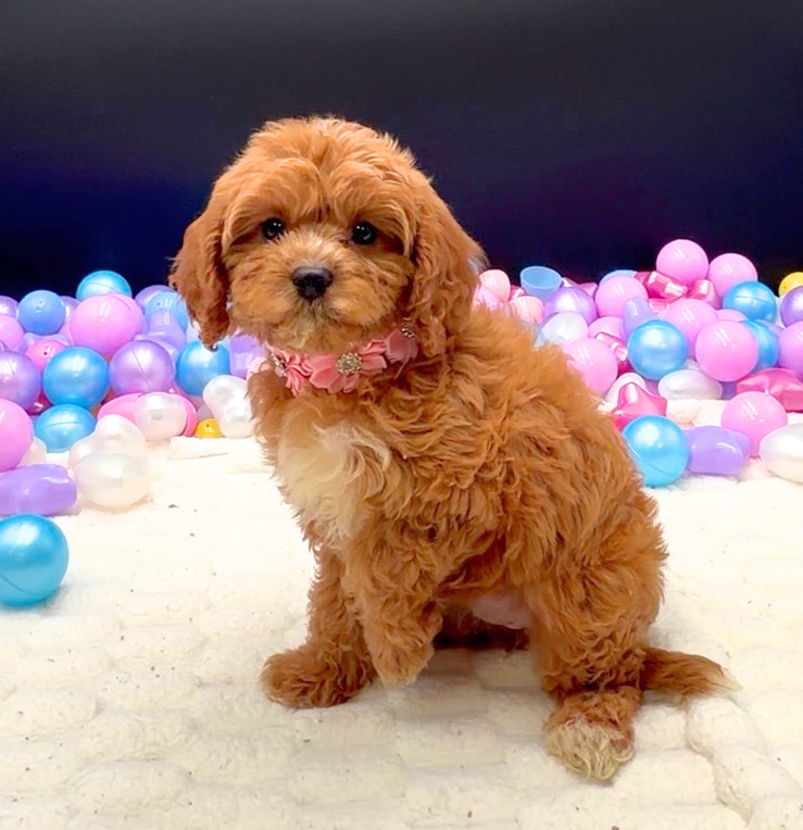 [#26430-04]  - Red F Cavapoo Puppies For Sale