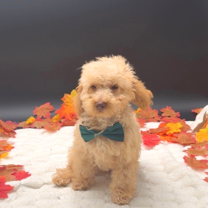 [#26487-01]  - Apricot M Poodle Mini Puppies For Sale