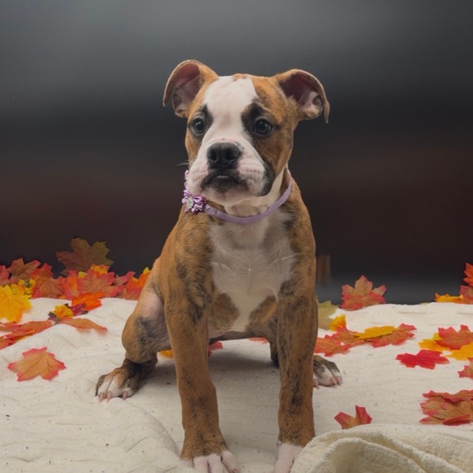 [#N09482]  - Red Brindle and White F Old English Bulldog Puppies For Sale