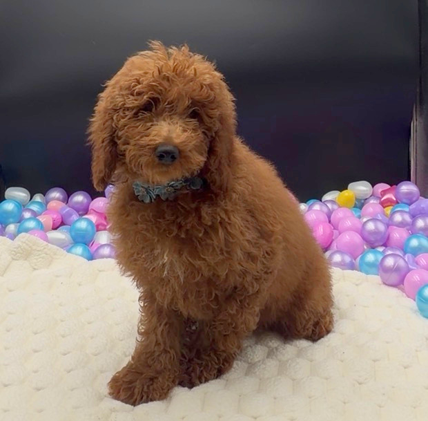 [#2662-03]  - Red F Goldendoodle Min Puppies For Sale